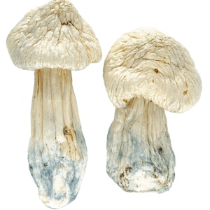 Albino Penis Envy Magic Mushrooms