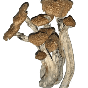 Alacabenzi Cubensis Magic Mushroom