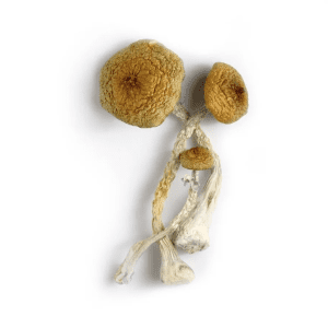 Huaulta Magic Mushrooms