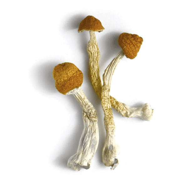 Hanoi Psilocybe Mushrooms