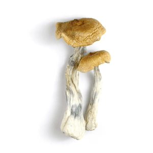 PES Hawaiian Mushrooms